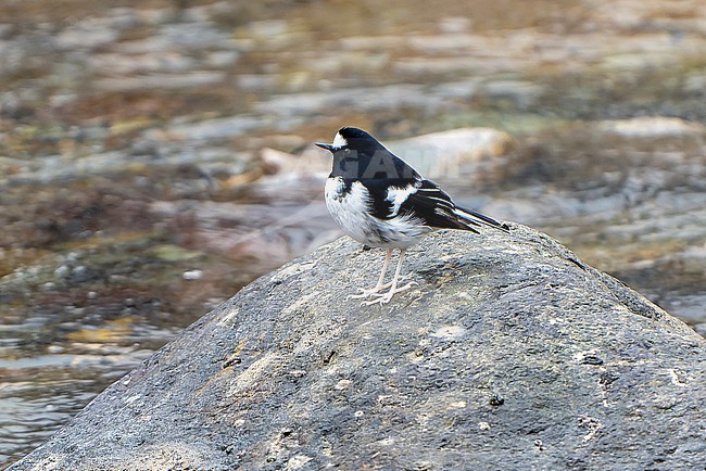 Little Forktail, Enicurus scouleri, in India. stock-image by Agami/Dani Lopez-Velasco,