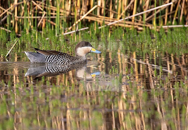 Silver Teal (Spatula versicolor) in Argentina. stock-image by Agami/Dani Lopez-Velasco,