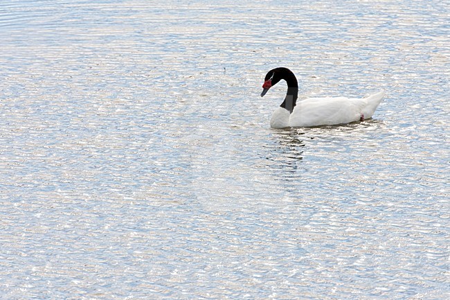 Zwaemmende Zwarthalszwaan; Swimming Black-necked Swan stock-image by Agami/Marc Guyt,