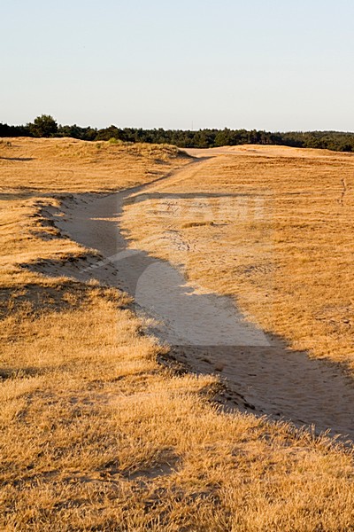 Kootwijkerzand, Kootwijk, Veluwe, Netherlands stock-image by Agami/Marc Guyt,