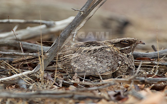 Adult Indian Nightjar (Caprimulgus asiaticus) on nest wtih two chicks at Petchaburi, Thailand stock-image by Agami/Helge Sorensen,