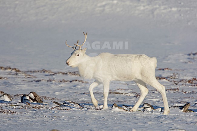 Rendier in de sneeuw; Reindeer in snow stock-image by Agami/Arie Ouwerkerk,
