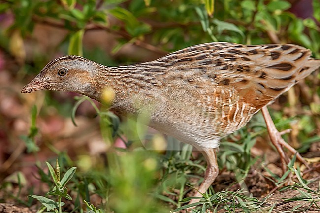 Corncrake (Crex crex) walking in Shams Alam Resort, Marsa Alam, Red Sea coast, Egypt. stock-image by Agami/Vincent Legrand,