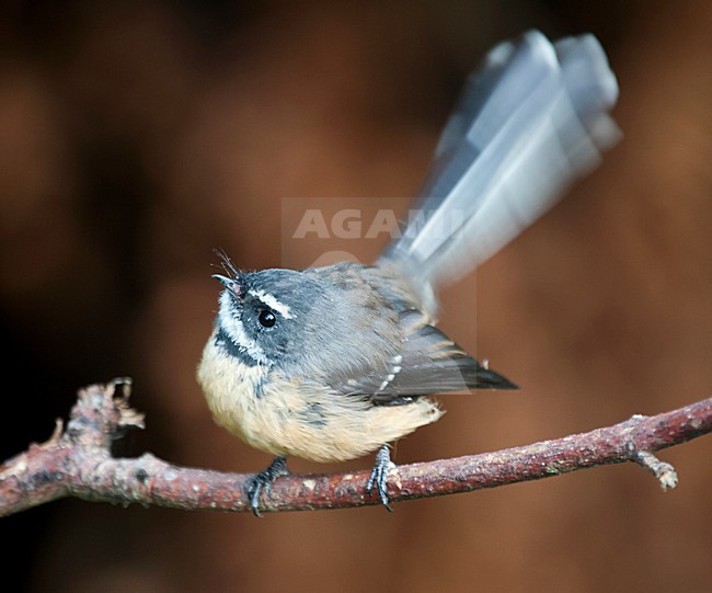 Maoriwaaierstaart; New Zealand Fantail; Rhipidura fuliginosa stock-image by Agami/Martijn Verdoes,