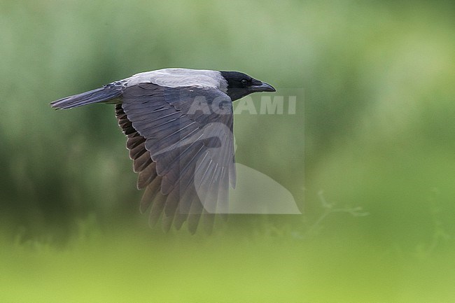 Hooded Crow, Corvus cornix, in Italy. stock-image by Agami/Daniele Occhiato,