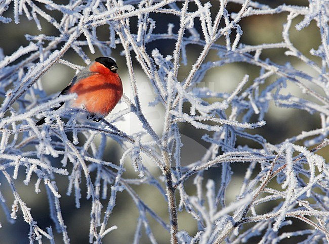 Mannetje Goudvink in de winter; Male Eurasian Bullfinch in winter stock-image by Agami/Markus Varesvuo,