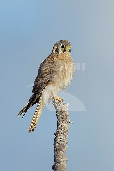 Adult female American Kestrel (Falco sparverius) perched on a branch in Riverside County, California, USA in November 2016. stock-image by Agami/Brian E Small,