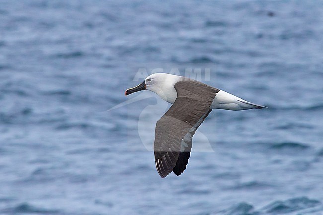 Atlantic Yellow-nosed Albatross (Talassarche chlororhynchos), adult in flight showing upperparts, Western Cape, South Africa stock-image by Agami/Saverio Gatto,