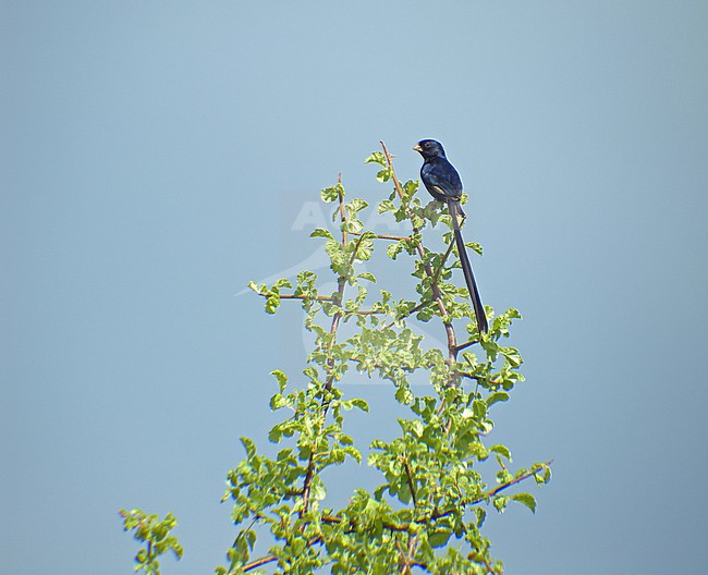 Male Steel-blue Whydah (Vidua hypocherina) in western Kenya. stock-image by Agami/Pete Morris,
