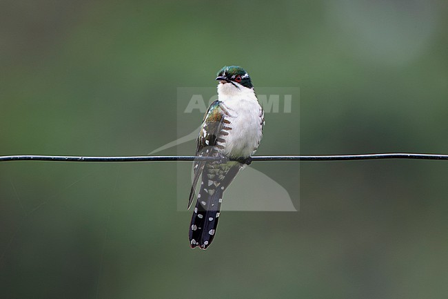 Adult Diederik Cuckoo (Chrysococcyx caprius) perched on a wire. stock-image by Agami/David Monticelli,