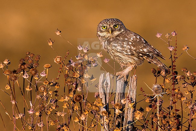 Little Owl (Athene noctua) in Italy. stock-image by Agami/Daniele Occhiato,