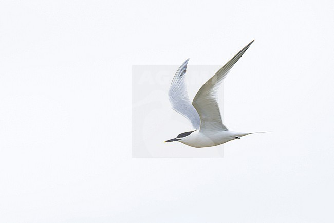 Adult Sandwich tern (Thalasseus sandvicensis) in flight, found at Texl in the Netherlands stock-image by Agami/Mathias Putze,