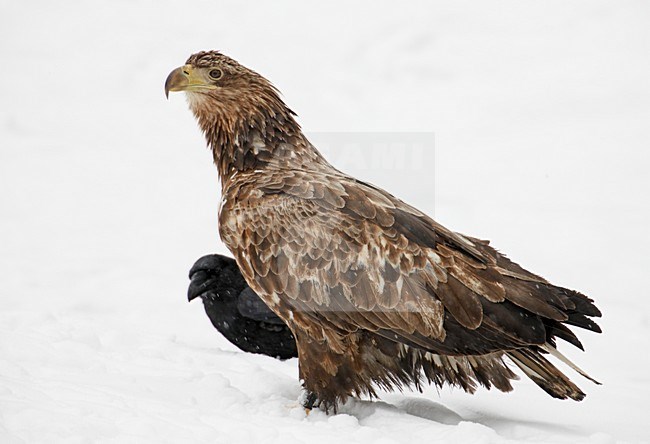 Zeearend onvolwassen zittend in sneeuw; White-tailed Eagle immature perched in snow stock-image by Agami/Markus Varesvuo,