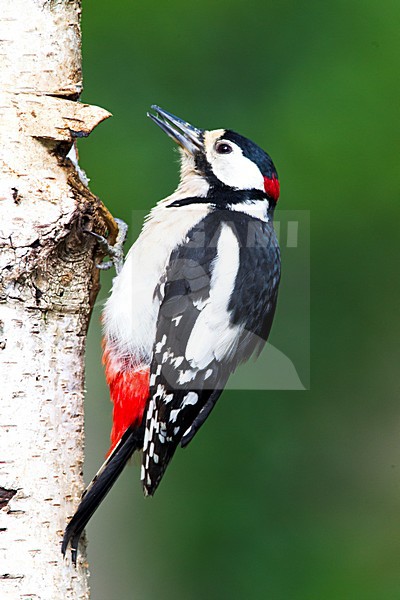 Grote Bonte Specht zittend tegen boom; Great Spotted Woodpecker perched at tree stock-image by Agami/Roy de Haas,