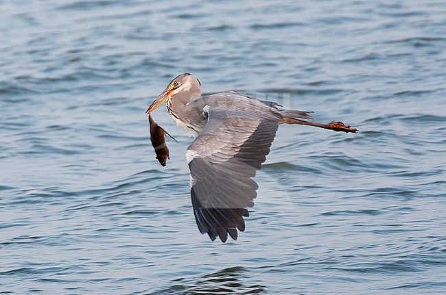 Grey Heron (Ardea cinerea) flying low over lake with a fresh caught rat in its bill. Photographed just north of Amsterdam in the Netherlands. stock-image by Agami/Marc Guyt,