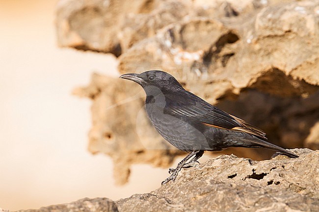 Tristram's Starling - Tristramstar - Onychognathus tristramii, Oman, male adult stock-image by Agami/Ralph Martin,