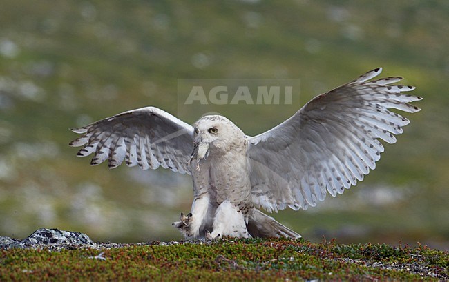 Vrouwtje Sneeuwuil met prooi, Female Snowy Owl with prey stock-image by Agami/Markus Varesvuo,