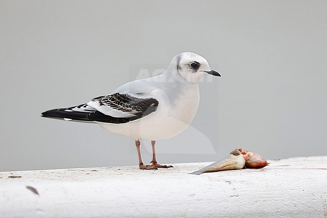 Ross's Gull on a realing; stock-image by Agami/Chris van Rijswijk,