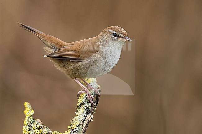 Cetti's Warbler, Cettia cetti, in Italy. Perched on a twig. stock-image by Agami/Daniele Occhiato,