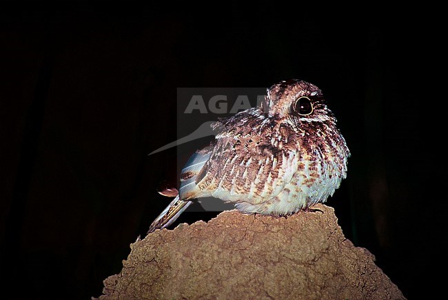 2nd record of the critically endangered White-winged Nightjar (Eleothreptus candicans) for Bolivia (2003) stock-image by Agami/Tomas Grim,