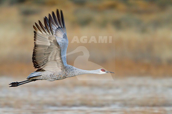 Sandhill Crane (Grus canadensis) flying at the Bosque del Apache wildlife refuge near Socorro, New Mexico, USA. stock-image by Agami/Glenn Bartley,