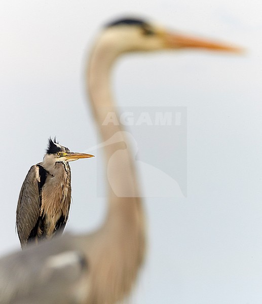 Blauwe Reiger in grasland; Grey Heron in meadow stock-image by Agami/Markus Varesvuo,
