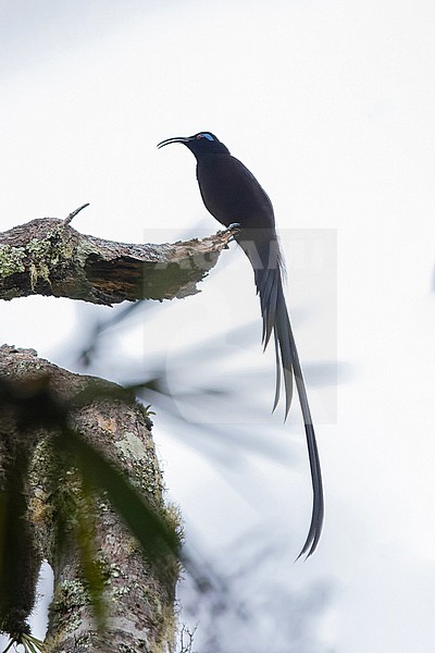 Male Black sicklebill, Epimachus fastosus, in West Papua, Indonesia. stock-image by Agami/Pete Morris,