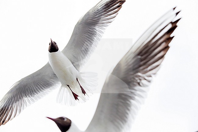Flying Black-headed Gull stock-image by Agami/Oscar Díez,