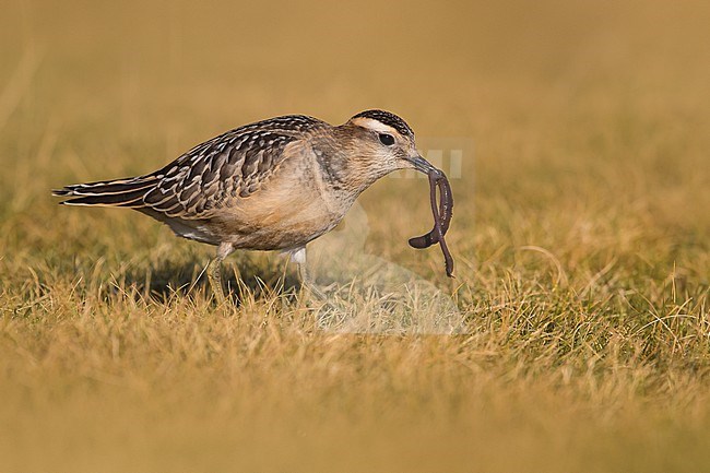 First-winter Eurasian dotterel (Charadrius morinellus) in Italy during autumn migration stock-image by Agami/Daniele Occhiato,