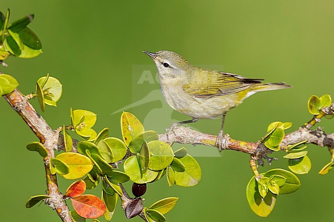 Adult male Tennessee Warbler, Leiothlypis peregrina
Galveston Co., Texas, USA stock-image by Agami/Brian E Small,