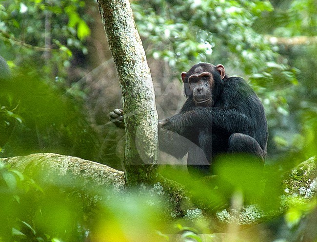 Chimpanzee (Pan troglodytes) in a tree in Budongo (Uganda) stock-image by Agami/Roy de Haas,