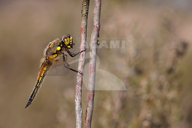 ImagoViervlek; Adult Four-spotted Chaser stock-image by Agami/Fazal Sardar,