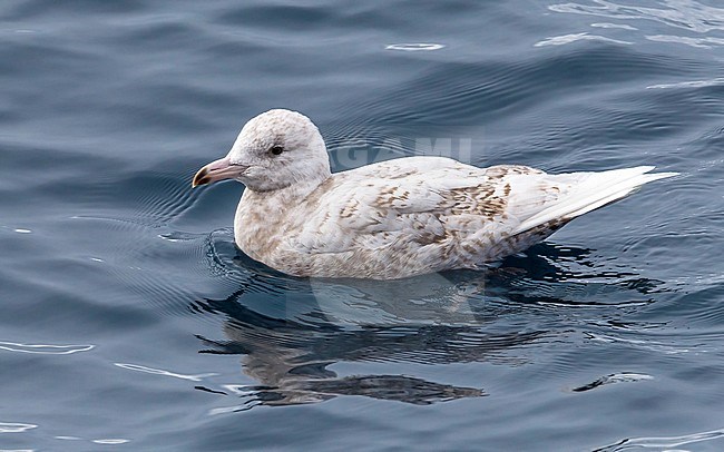 Fisrt summer Glaucous Gull swimming beside our ship—Polarstern—in Greenland Sea. July 3, 2010. stock-image by Agami/Vincent Legrand,