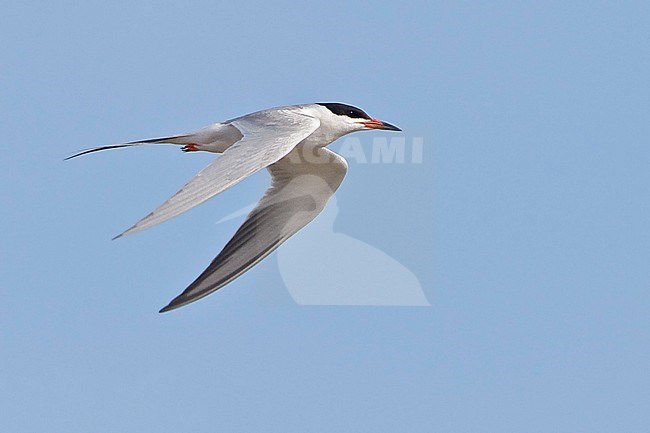 Forster's Tern (Sterna forsteri) flying in Alberta, Canada. stock-image by Agami/Glenn Bartley,