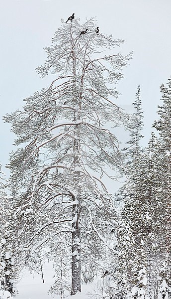 Male Western Capercaillie (Tetrao Urogallus) perched in a snow covered tree in forest near Salla in Finland. stock-image by Agami/Markus Varesvuo,