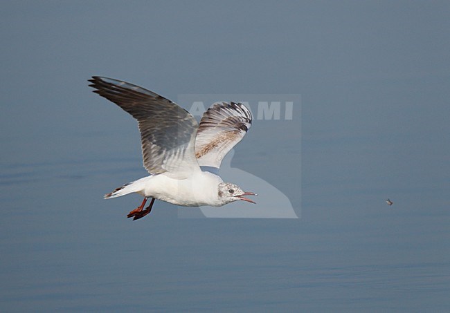 Onvolwassen Kokmeeuw vliegt fourageert laag boven wateroppervlak van de Maas en vangt uitvliegende haften en steenvliegen; Immature Black-headed Gull flying low over water surface catching emerging water insects stock-image by Agami/Ran Schols,