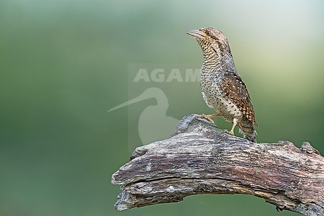 Roepende Draaihals; Singing Eurasian Wryneck stock-image by Agami/Alain Ghignone,