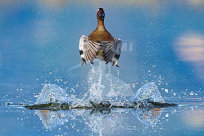 Male Garganey (Spatula querquedula) in Italy. stock-image by Agami/Daniele Occhiato,