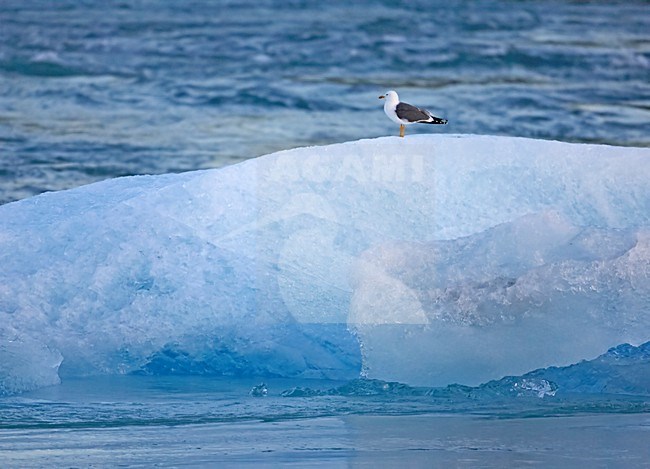 Lesser Black-backed Gull standing on iceberg, Kleine Mantelmeeuw staand op ijsberg stock-image by Agami/Markus Varesvuo,