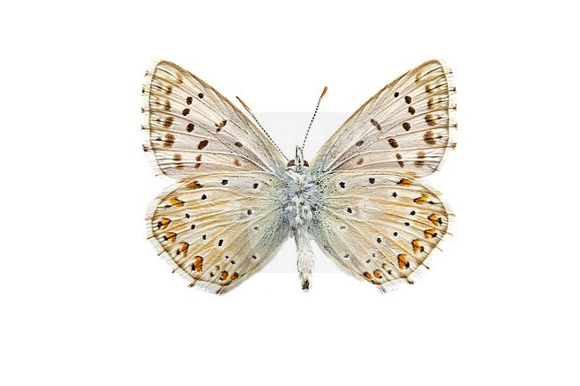 Chalk-Hill Blue; Bleek blauwtje, Polyommatus coridon stock-image by Agami/Wil Leurs,