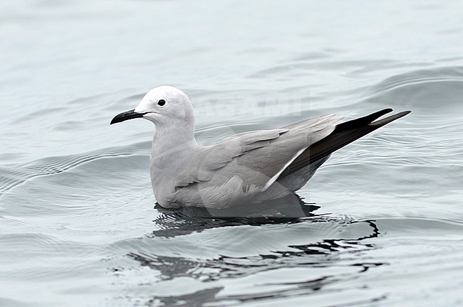 Adult Grey Gull (Leucophaeus modestus), also known as Garuma Gull. Swimming at the pacific ocean off Lima, Peru. stock-image by Agami/Laurens Steijn,
