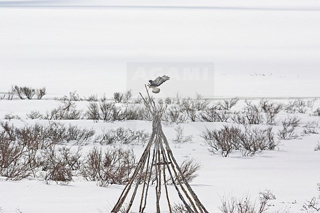 Ruigpootbuizerd landend; Rough-legged Buzzard landing stock-image by Agami/Markus Varesvuo,