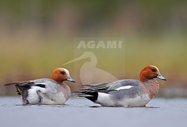 Smienten zwemmend; Eurasian Wigeons swimming stock-image by Agami/Markus Varesvuo,