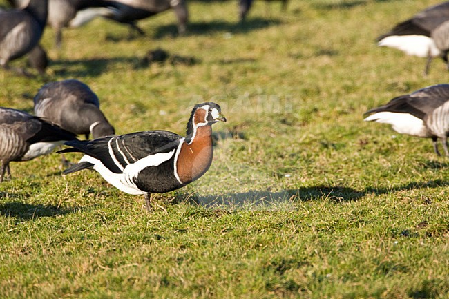 Roodhalsgans tussen Rotganzen; Red-breasted Goose amongst Brent stock-image by Agami/Marc Guyt,