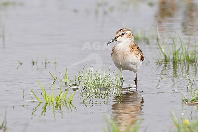 A Little Stint is seen standing in a wet field facing left. stock-image by Agami/Jacob Garvelink,