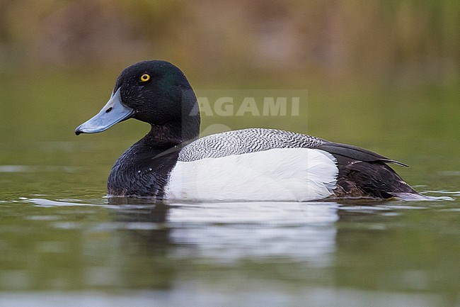 Greater Scaup (Aythya marila), adult male swimming in a pond stock-image by Agami/Saverio Gatto,