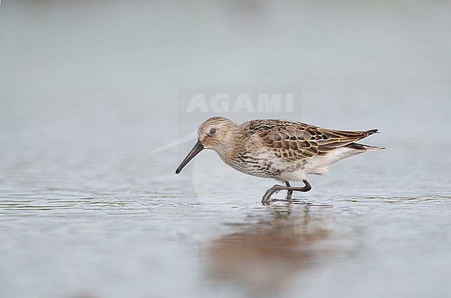 First-winter, juvenile Dunlin (Calidris alpina) foraging and walking in shallow water stock-image by Agami/Ran Schols,