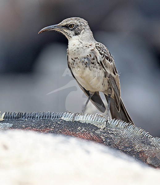 Hood Mockingbird (Mimus macdonaldi) also known as the Espanola Mockingbird, on the Galapagos islands, Ecuador. Foraging on the beach. stock-image by Agami/Dani Lopez-Velasco,