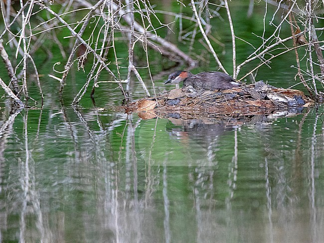 Madagascan Grebe (Tachybaptus pelzelnii) in a freshwater lake near Perinet, Madagascar. Adult sitting on it’s nest. stock-image by Agami/Marc Guyt,