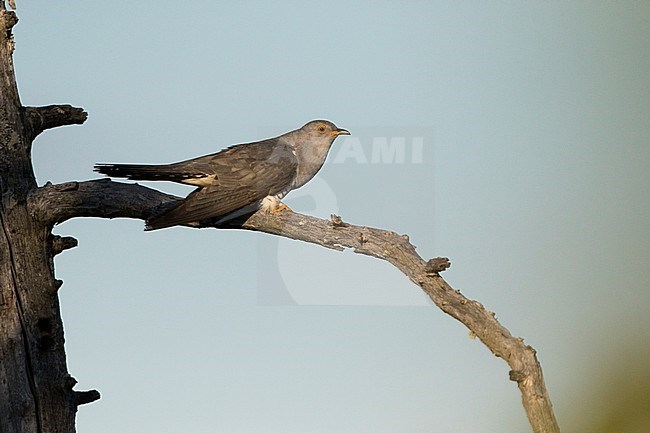 Oriental Cuckoo - Hopfkuckuck - Cuculus saturatus ssp. optatus, Russia (Ural), adult, male stock-image by Agami/Ralph Martin,